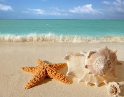 starfish on beach